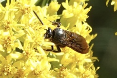 Scolia dubia