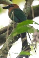 Electron platyrhynchum