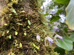 Utricularia jamesoniana
