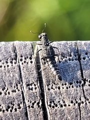 Staphylinidae