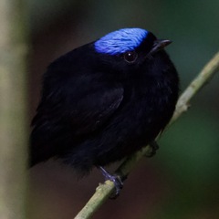 Lepidothrix velutina