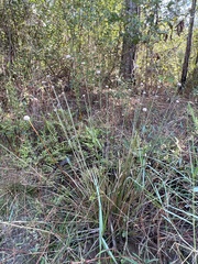 Eriocaulaceae