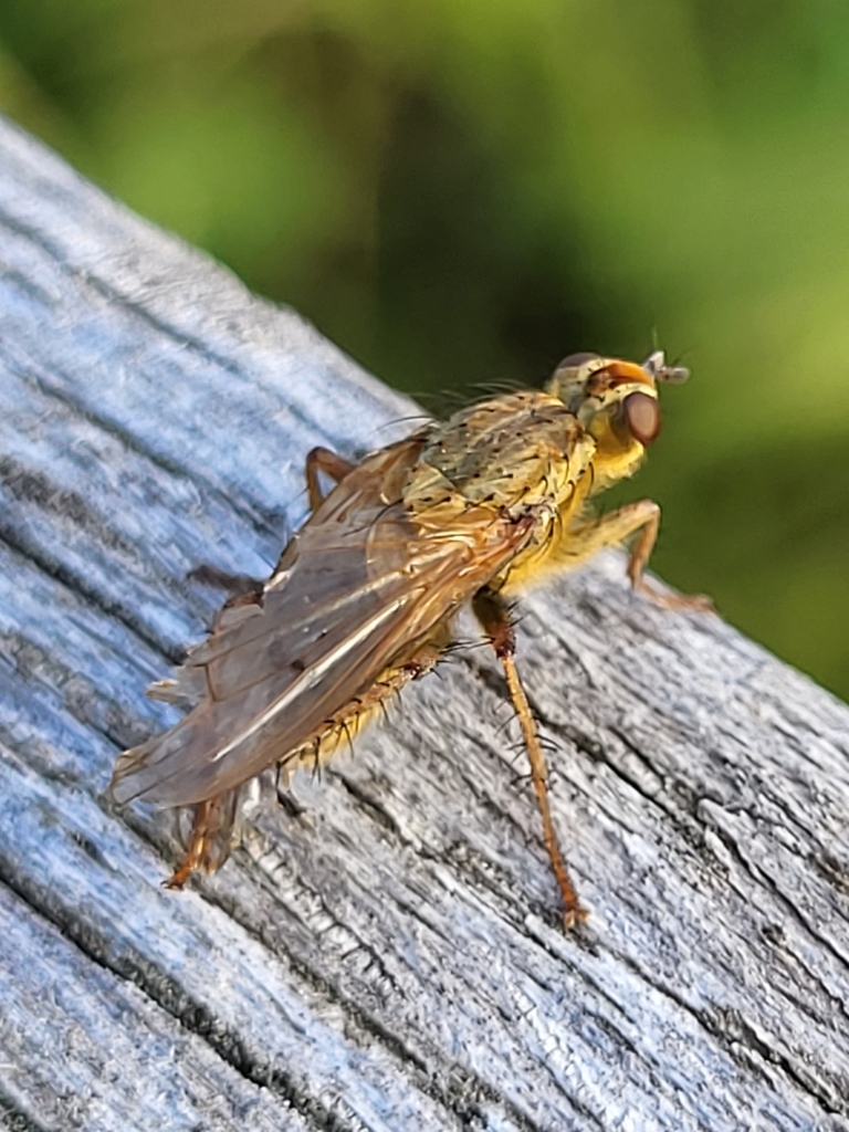 Golden Dung Fly from Gmina Choroszcz, Polen on October 15, 2022 at 02: ...
