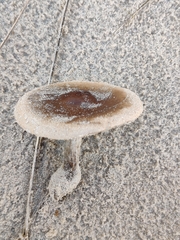 Melanoleuca cinereifolia