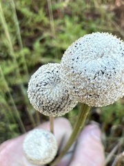 Eriocaulaceae