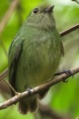 Lepidothrix velutina