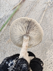 Melanoleuca cinereifolia