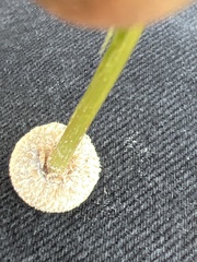 Eriocaulaceae