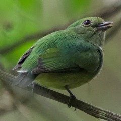 Lepidothrix velutina