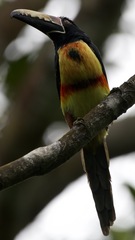 Pteroglossus torquatus