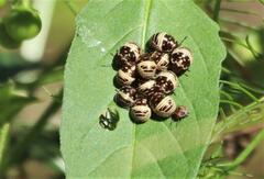 Orsilochides stictica