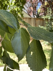 Celtis australis