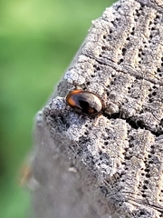 Coleoptera