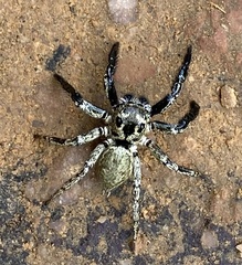 Euophryini