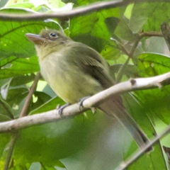 Rhynchocyclus olivaceus