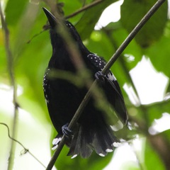 Microrhopias quixensis