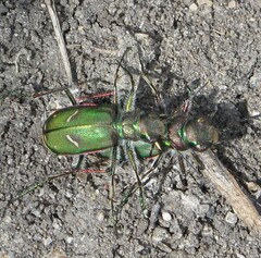 Cicindela purpurea