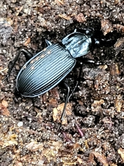 Pterostichus niger