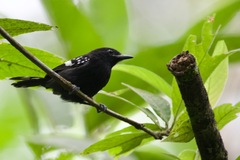 Microrhopias quixensis