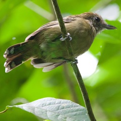 Thamnophilus atrinucha