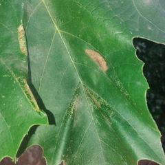 Phyllonorycter platani