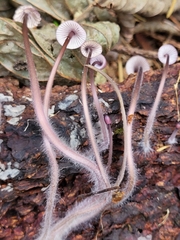 Basidiomycota