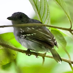 Thamnophilus atrinucha