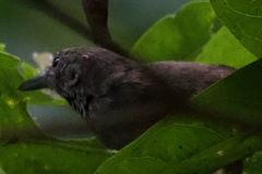 Epinecrophylla fulviventris