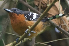 Microrhopias quixensis