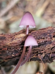 Basidiomycota