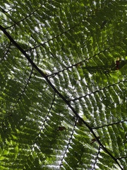 Cyatheaceae
