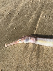 Syngnathoidei