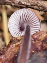Basidiomycota