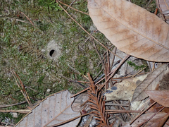 Cicindelinae