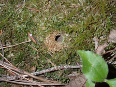 Cicindelinae