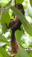 Sciurus granatensis