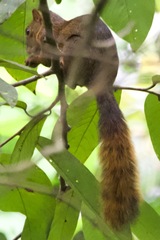 Sciurus granatensis