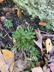 Dichanthelium acuminatum