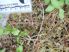 Cicindelinae
