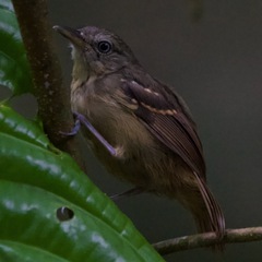 Epinecrophylla fulviventris