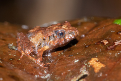 Craugastor aenigmaticus