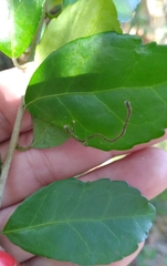 Phytomyza vomitoriae