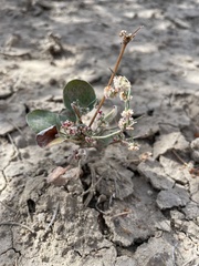 Eriogonum cernuum