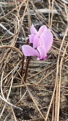 Cyclamen graecum