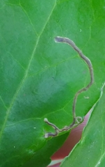 Phytomyza vomitoriae