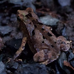 Rhinella alata