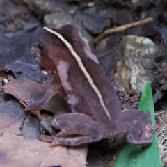 Rhinella alata