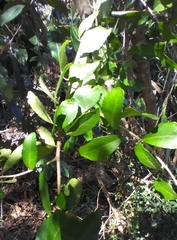 Phytomyza vomitoriae