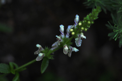 Stachys recta
