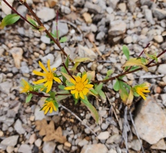 Grindelia scabra